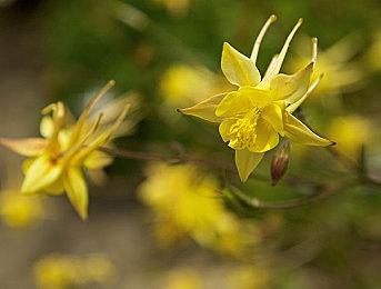 下周Epic免费游戏泄露 或将是《地下城与勇士：决斗》